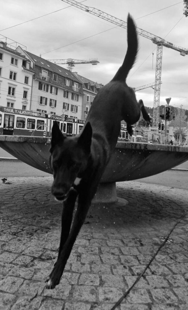 Zima springt vom Gutstrassen-Brunnen